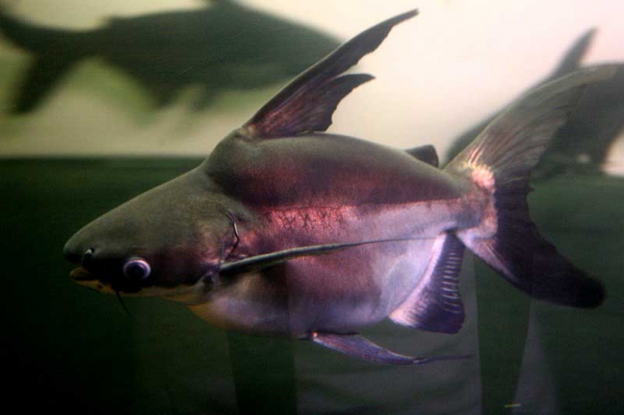 パールム パールン （ショートボディ） 熱帯魚 古代魚 ナマズ