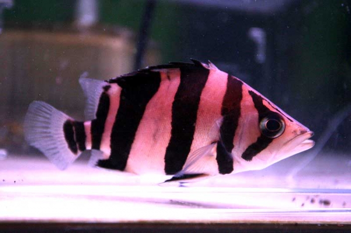 ハンドメイド　48cmダトニオ シャムタイガー　フィギュア　レプリカ　置物　魚 ハンドメイド 48cmダトニオ シャムタイガー フィギュア レプリカ