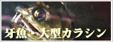 牙魚・大型カラシン