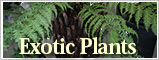 Exotic Plants