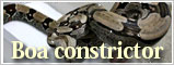 Boa constrictor