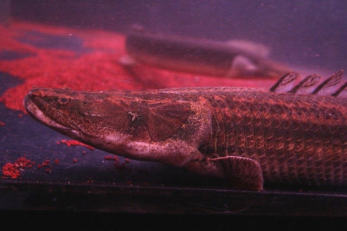 ビキールビキール85センチ ワイルド