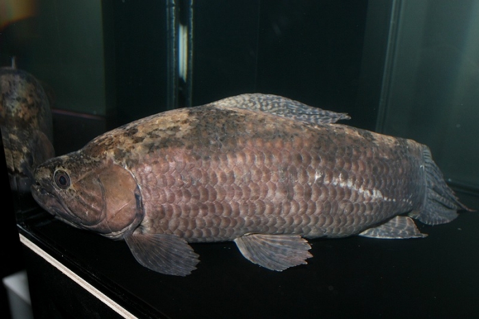 激レア✨タライロンSP(淡水魚)