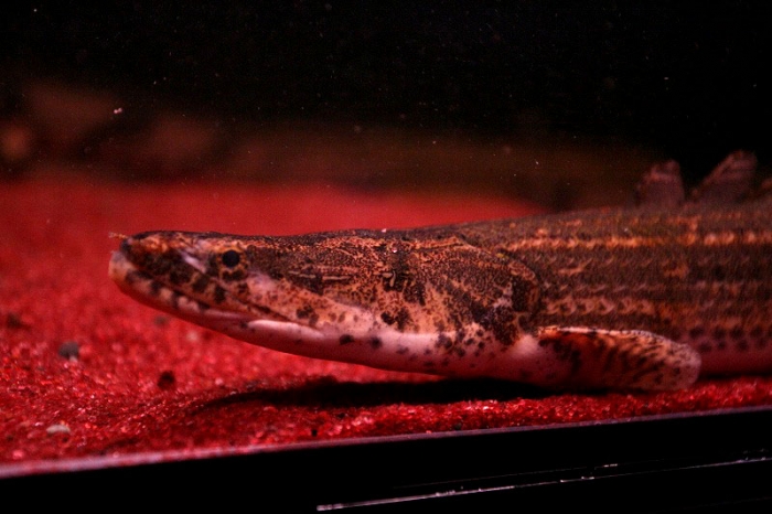 WILD ビキール・コリバ 38cm±