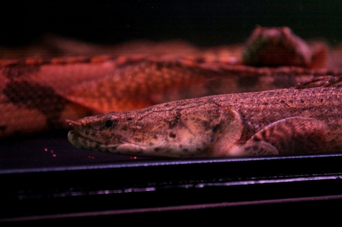 WILD ビキール・コリバ 38cm±