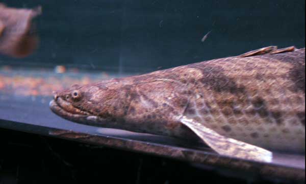 ワイルドエンドリ65センチ