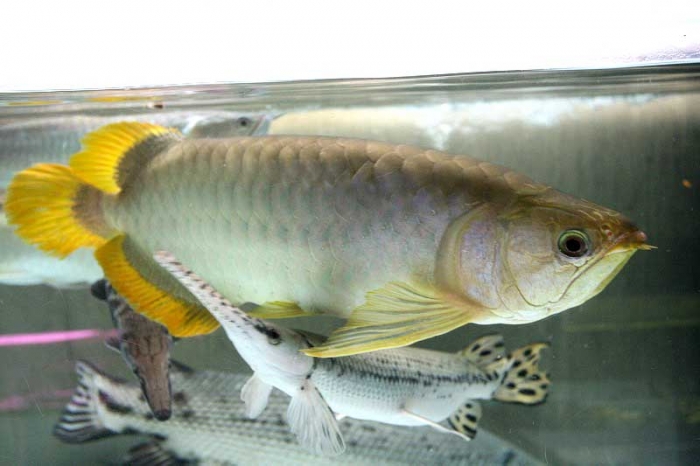 BIGIN ワールドフィッシュ ビッグイン