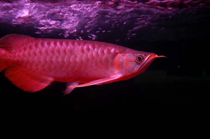 Wink 淋しい熱帯魚 背中まで500マイル　D06R-3001 Yahoo!オークション - 希少..7インチレコード〔 Wink - 淋しい