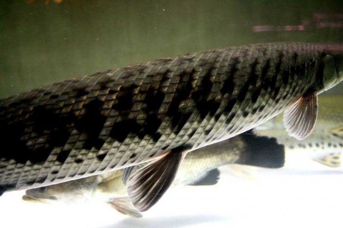 巨大魚 mqdefault.jpg