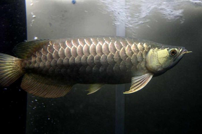 BIGIN ワールドフィッシュ ビッグイン