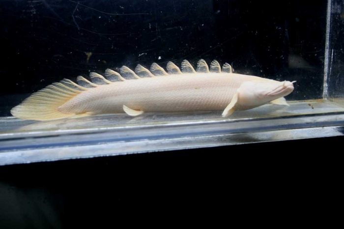 プラチナエンドリケリー