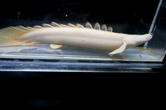 BIGIN ワールドフィッシュ ビッグイン