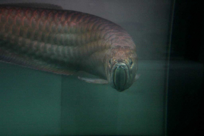 BIGIN ワールドフィッシュ ビッグイン 