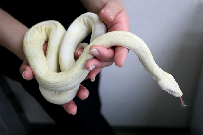 BIGIN ワールドフィッシュ ビッグイン