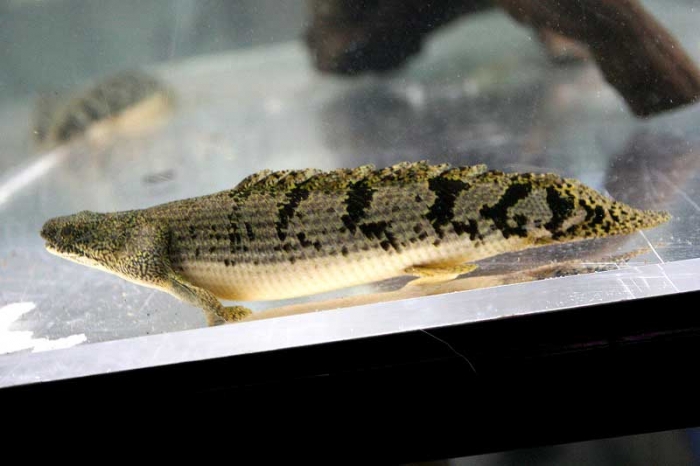 BIGIN ワールドフィッシュ ビッグイン