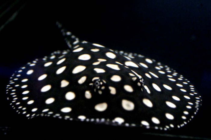 101淡水エイ・・・ブラックダイヤモンド ♀　15cm前後　激安！スタート Yahoo!オークション -「淡水エイ」の落札相場・落札価格