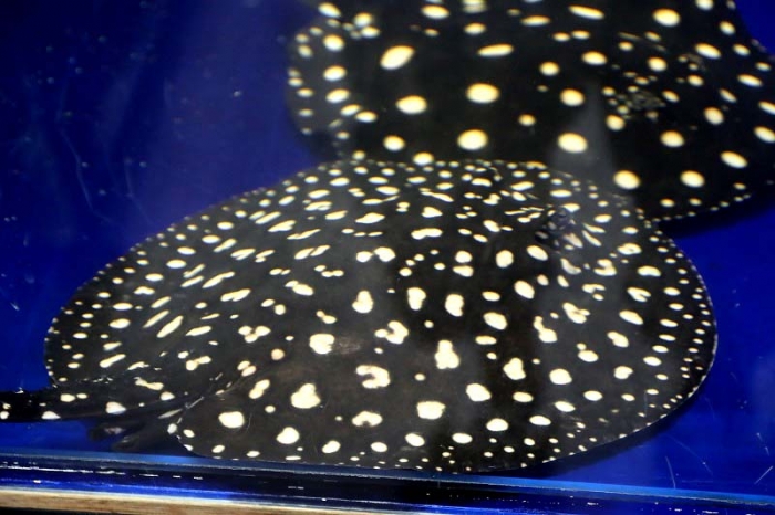 BIGIN ワールドフィッシュ ビッグイン