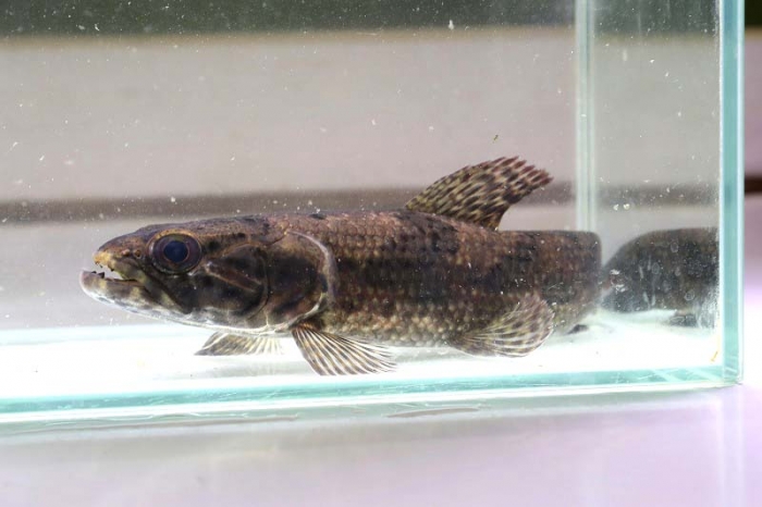 リアルタライロン アイマラ コロンビア 11cm | アクア
