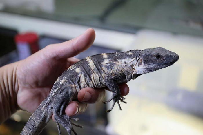 BIGIN ワールドフィッシュ ビッグイン