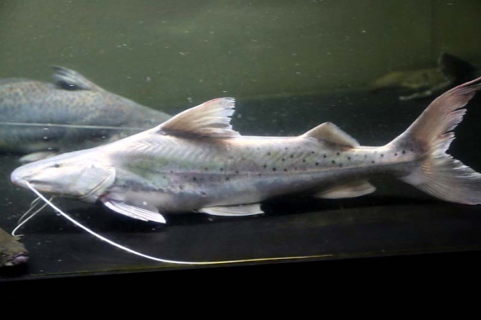 スポッテッドピニランプス 15cm位 ナマズ キャットフィッシュ