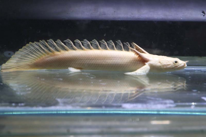 ザ・ポリプテルス: 恐竜魚の飼育と楽しみ方 (アクアリウム