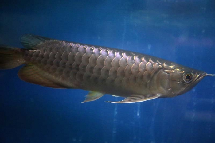 過背金龍極 過背金龍極様 専用 キレイな過背金龍② ±23㎝ |