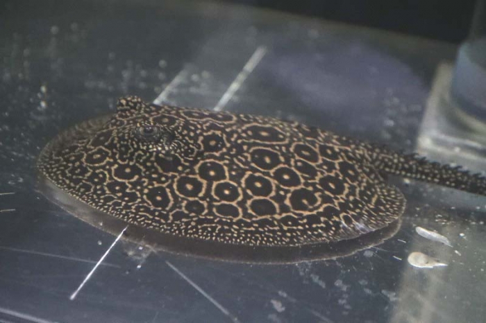 106淡水エイ[選別個体]極上ブラックダイヤモンドポルカ約15㌢ ♂♀ペア