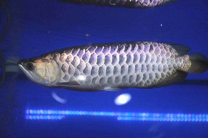 BIGIN ワールドフィッシュ ビッグイン