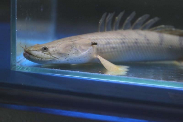 コンギクス ワイルド個体