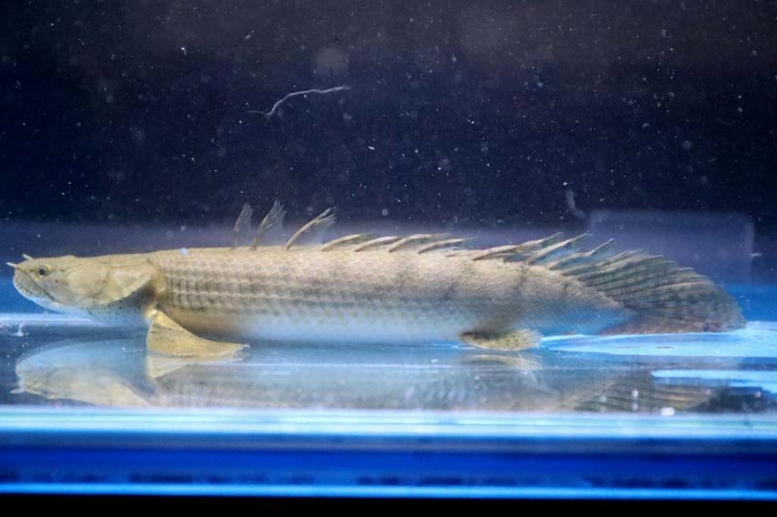 極太WIRD ビキール・ビキール 45cm±