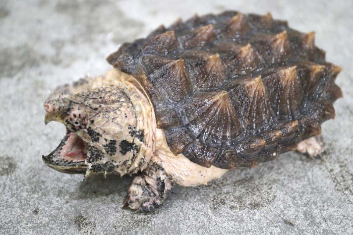 レッドデータアニマルズ: 日本絶滅危機動物図鑑 哺乳類・鳥類
