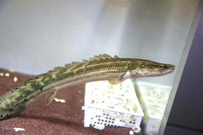 極太WIRD ビキール・ビキール 45cm±