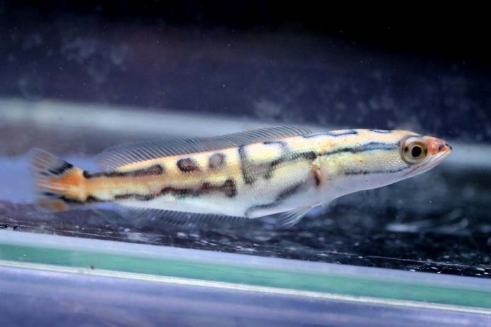 商談中 超超? 激レア✨ WILD ノーテールシルバーアロワナ