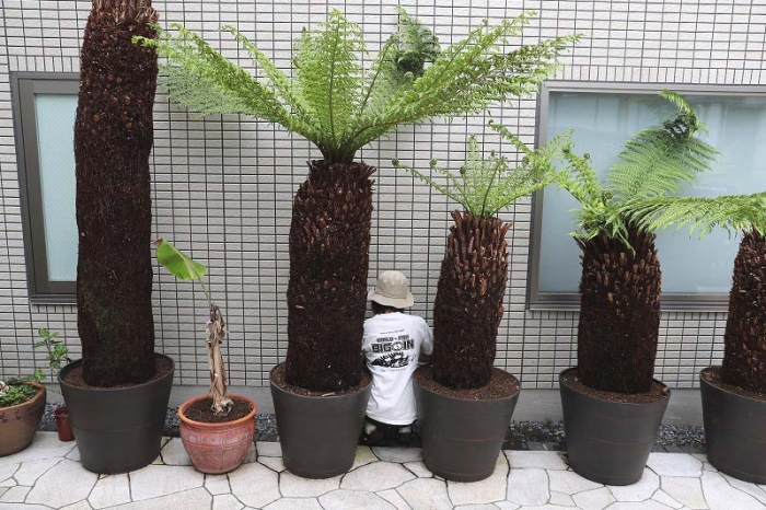 ワシントンヤシ 135cm