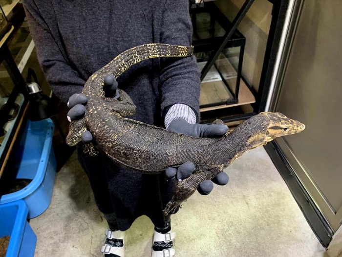 BIGIN ワールドフィッシュ ビッグイン