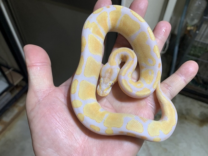 BIGIN ワールドフィッシュ ビッグイン