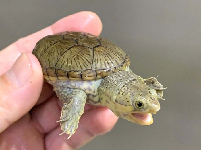 アクアプラント　守亜　玄武　ホシガメ　ハコガメ 守亜 和由喜 | アクアプラントオンラインショップ更新いたします
