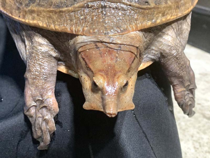 アクアプラント 守亜 玄武 ホシガメ ハコガメ