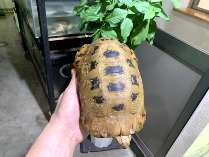 Amazon.co.jp: ☆Jxi08JZ立体カプセル百科事典原色爬虫類カメ目