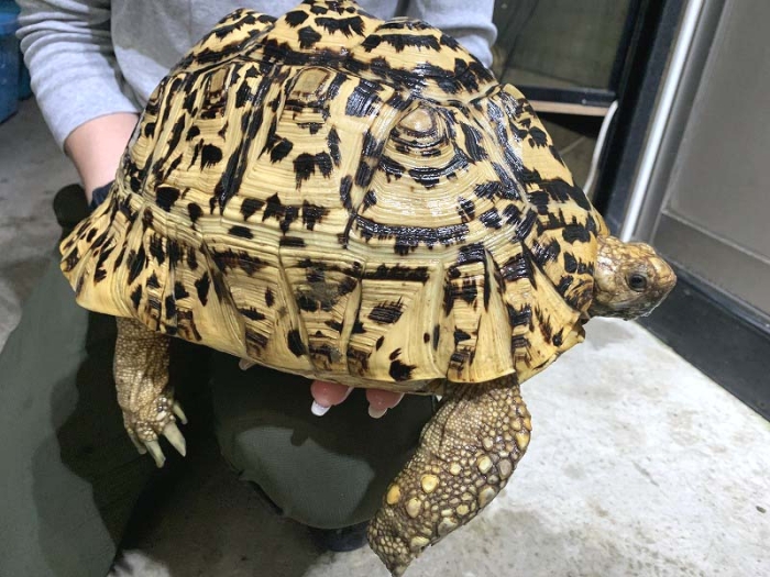 りくがめ 亀 リクガメ 陸亀 陸ガメ かめ かめさん かわいい リアル カメ