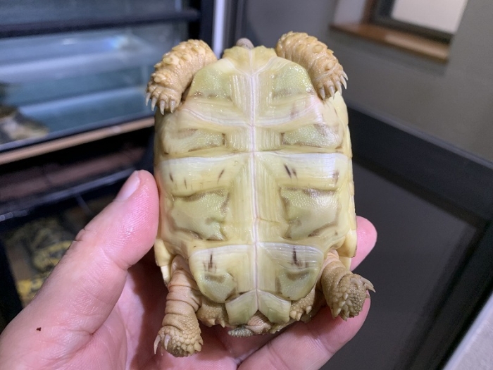 BIGIN ワールドフィッシュ ビッグイン