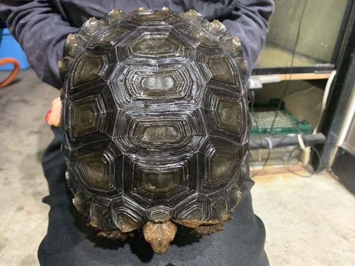 隠れたゾウガメを探せ！ プロジェクト