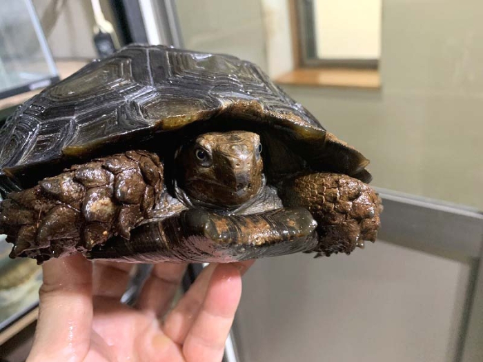 隠れたゾウガメを探せ！ プロジェクト