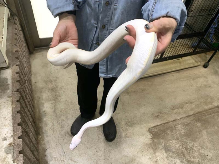 BIGIN ワールドフィッシュ ビッグイン