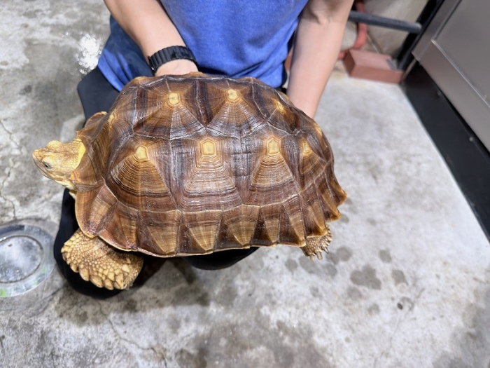 りくがめ インター爬虫類】［カメ］店頭在庫 | 名古屋のペットショップ