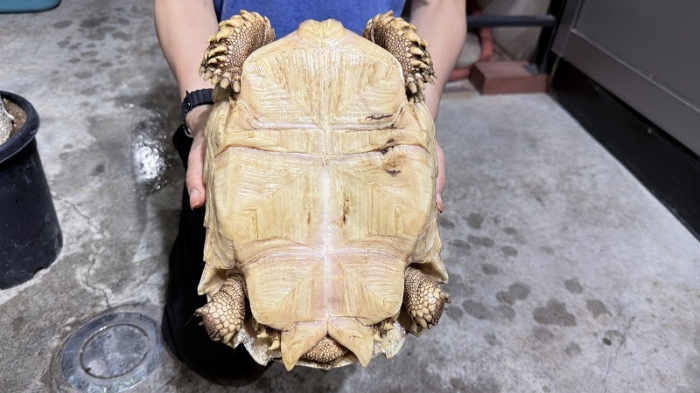 BIGIN ワールドフィッシュ ビッグイン