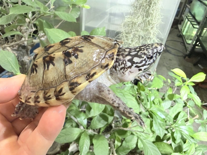 カメ樣専用 mazume スナップストッカー