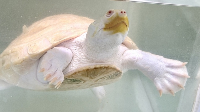 BIGIN ワールドフィッシュ ビッグイン