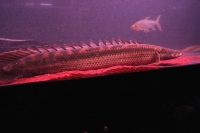 極太WIRD ビキール・ビキール 45cm±