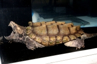 クリックで拡大画像表示